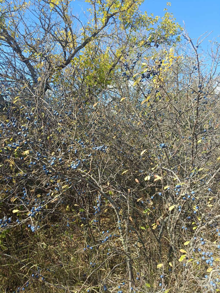 Заросли Терновки 