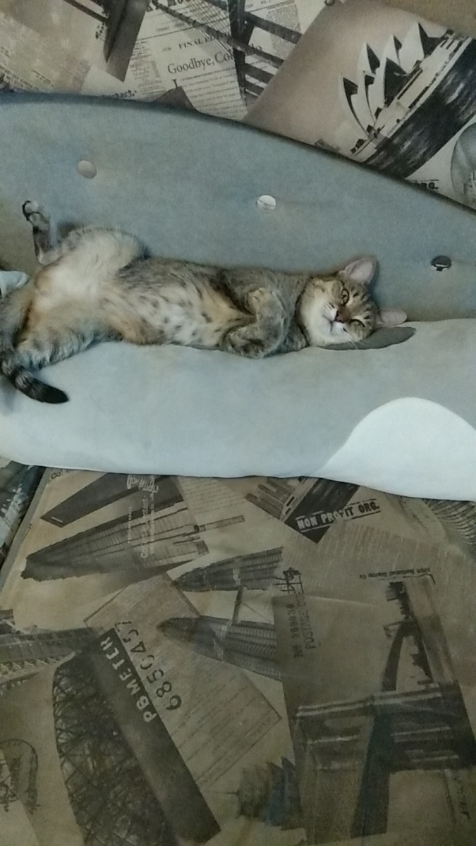 Мурка лежит на своей обожаемой игрушке котике