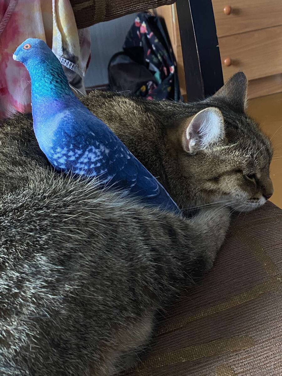 Мурка и её ещё любимая игрушка - голубь