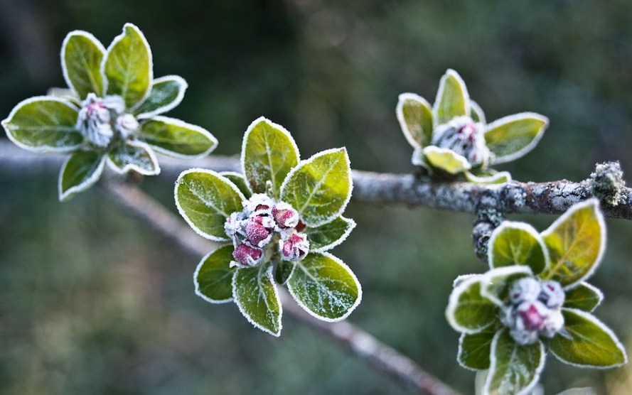 Заморозки — это первые сигналы, что лето закончилось. 