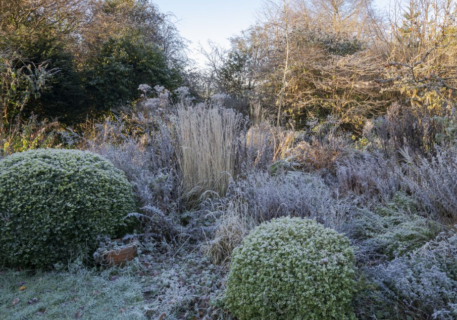 Заморозки и мороз: в чём разница для сада