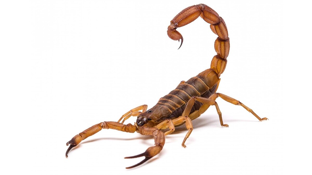 Фото с сайта: https://alev-biz.livejournal.com/3715207.html