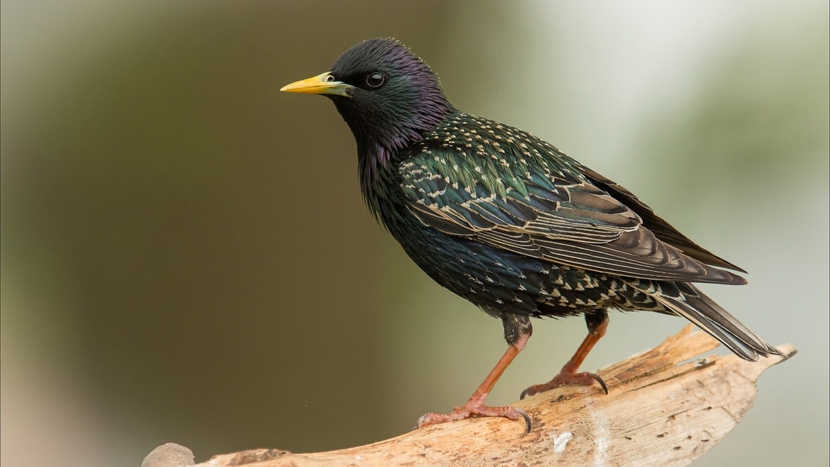 Фото с сайта: https://pofoto.club/9993-skvorec-na-prozrachnom-fone-35-foto.html