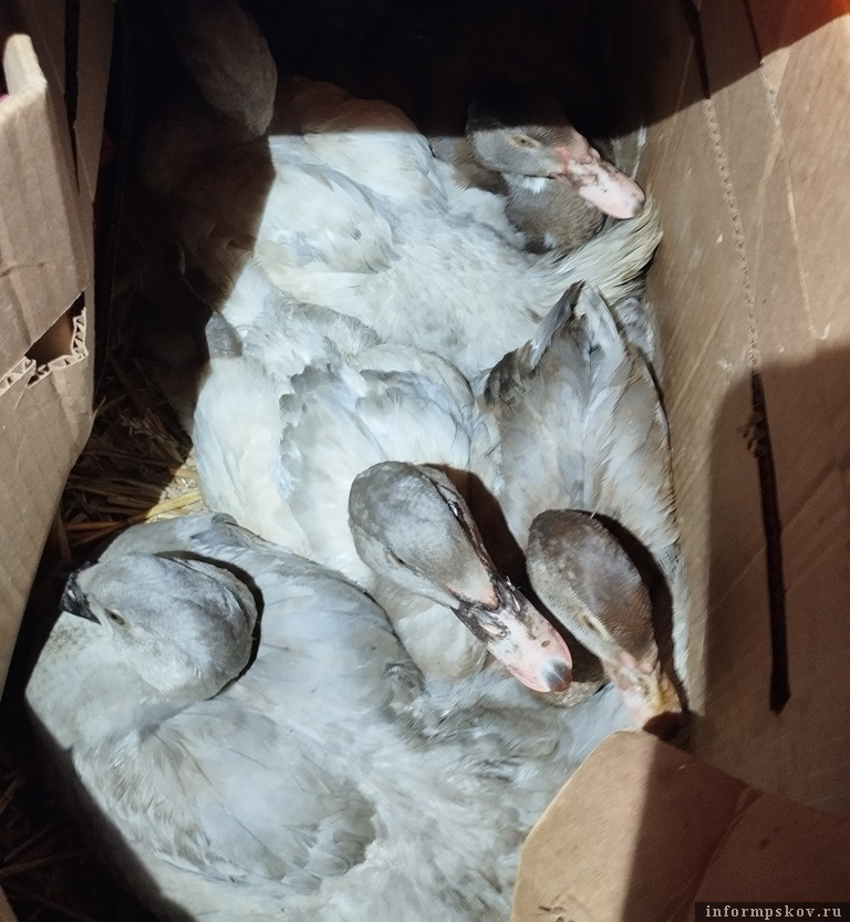 Фото здесь и далее: пресс-служба Северо-Западного межрегионального управления Россельхознадзора