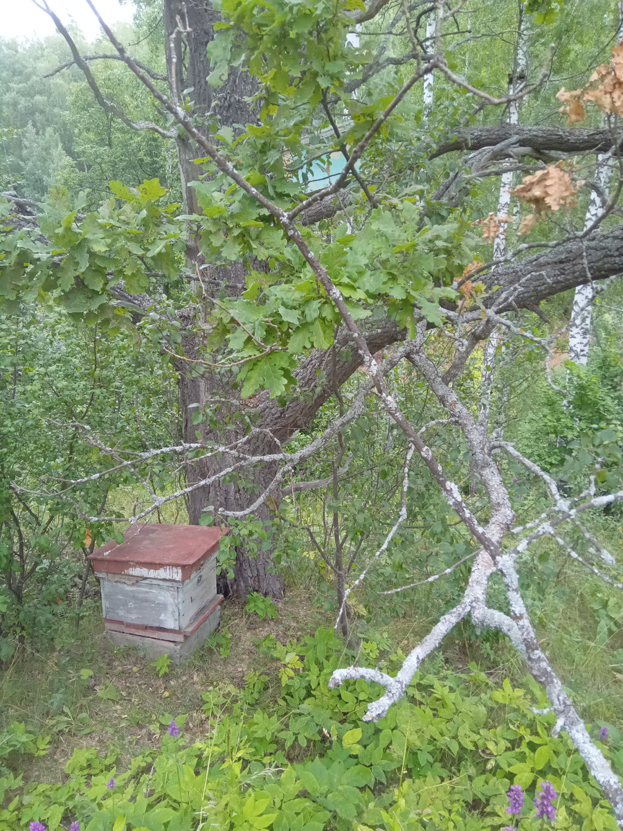 Наверху, скрытая листвой, установлена ловушка для поимки диких пчел.