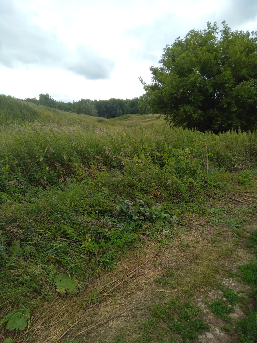 Вдали, виднеется Акшуатский лес. Там мы весной собирали сморчки.