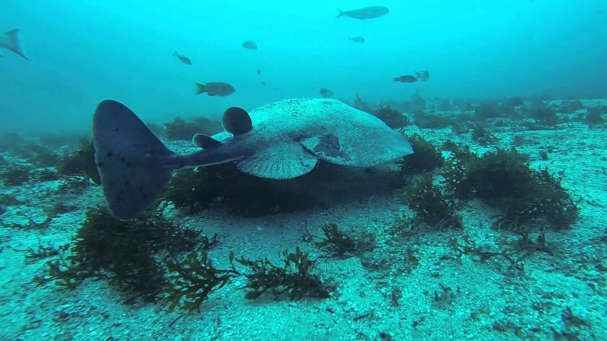 Фото с сайта: http://fishbiosystem.ru/skate/Torpedinidae/Torpedo_californica2.html