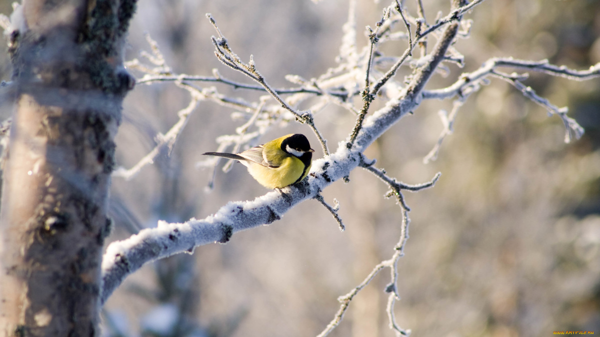 Фото с сайта: https://artfile.me/download/zhivotnye-sinicy--lazorevki-ptichka-vetk-779890/1920x1080