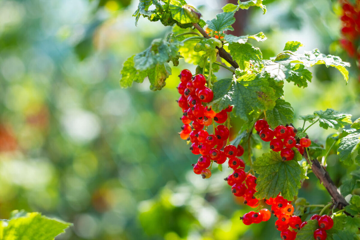    Смородина 123RF/legion-media.ru