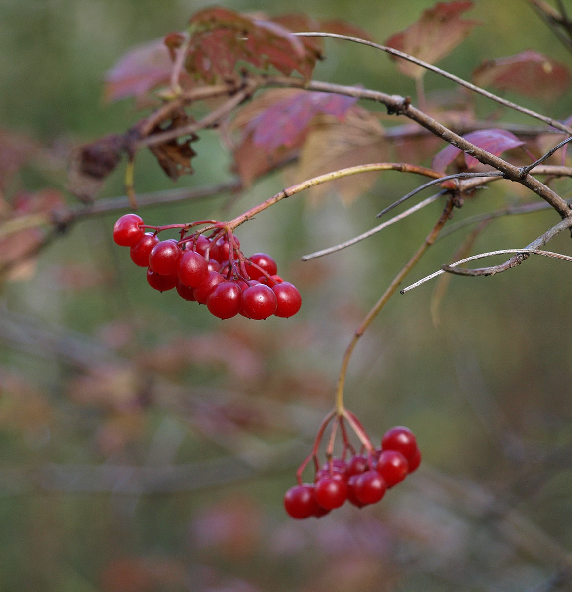 Калина красная
