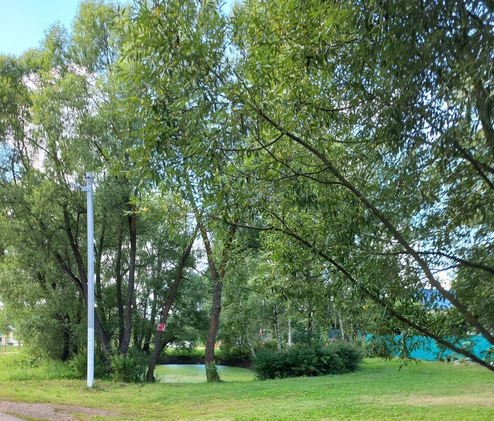 пруд, который в детстве казался озером)