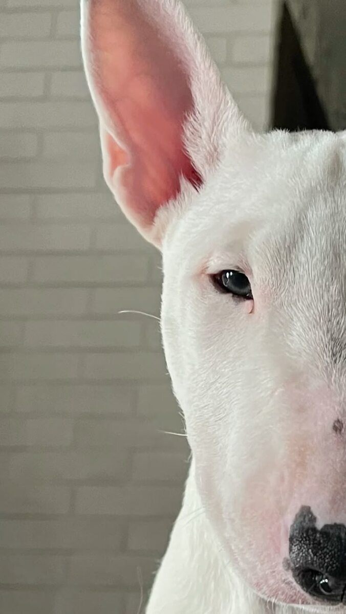 А вы как относитесь к этой породе? Боитесь их или, может, у вас был позитивный опыт общения? Поделитесь в комментариях — давайте разберемся в этом вопросе вместе.