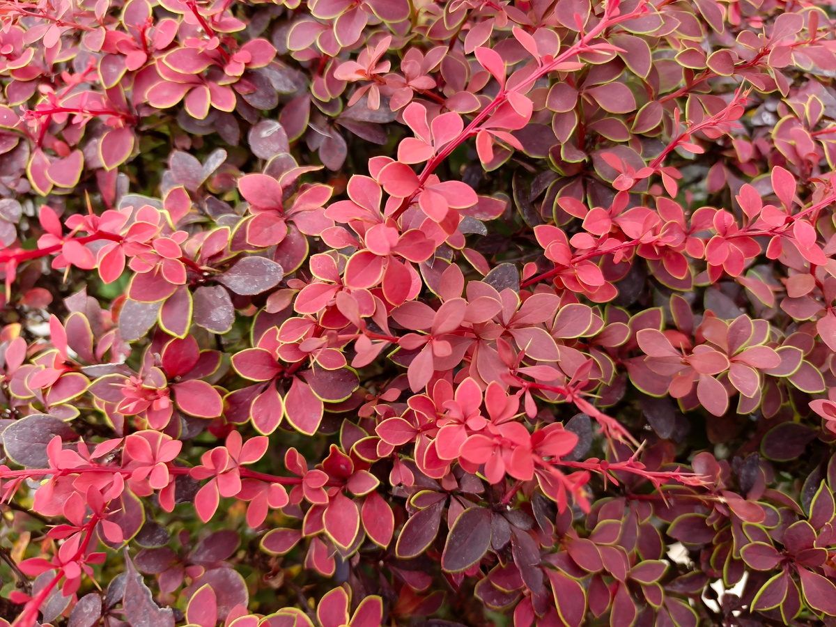 ФТ Сириус, совхоз Россия, Барбарис, 30.09.25
