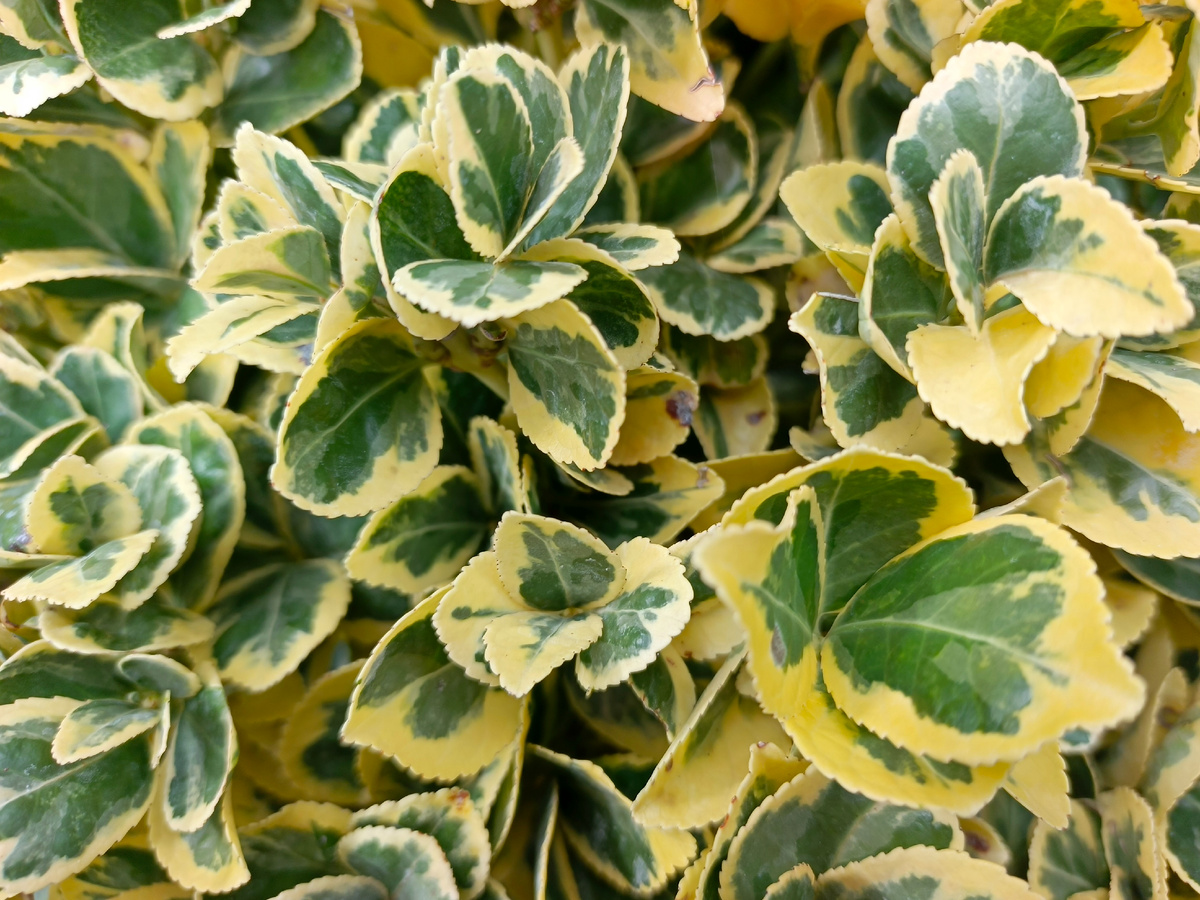 ФТ Сириус, совхоз Россия, Бересклет, 30.09.25