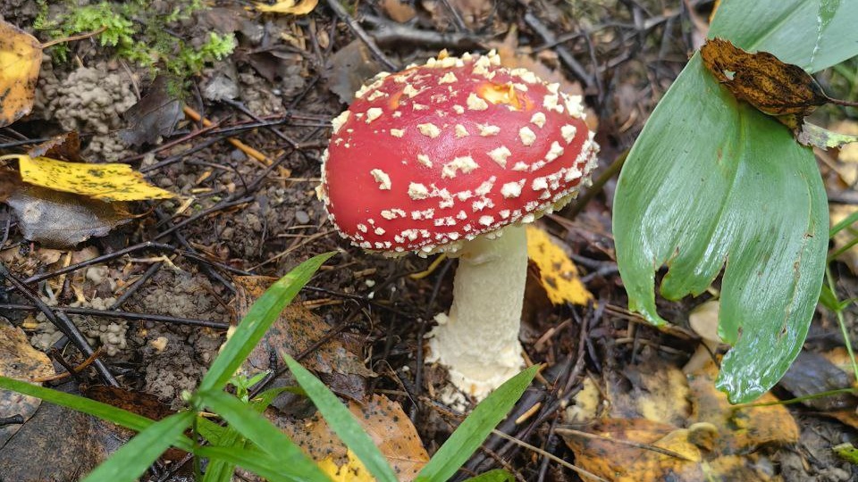 Лето 2025. Наши прогулки и мини-путешествия.