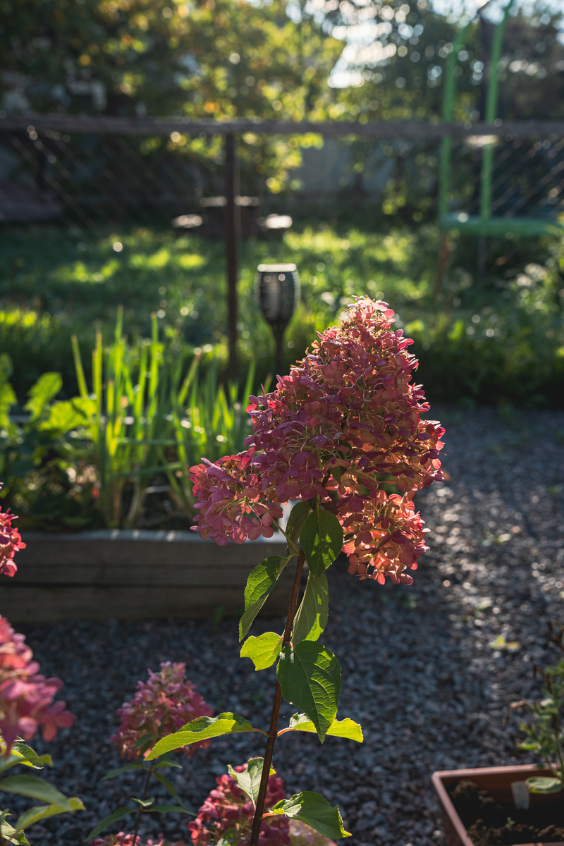 Веточка гортензии в вечернем солнце