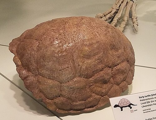 Панцирь P.robusta.