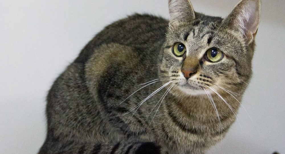 История Блика, или котик, который учился не бояться внимания и любви 💔🐈