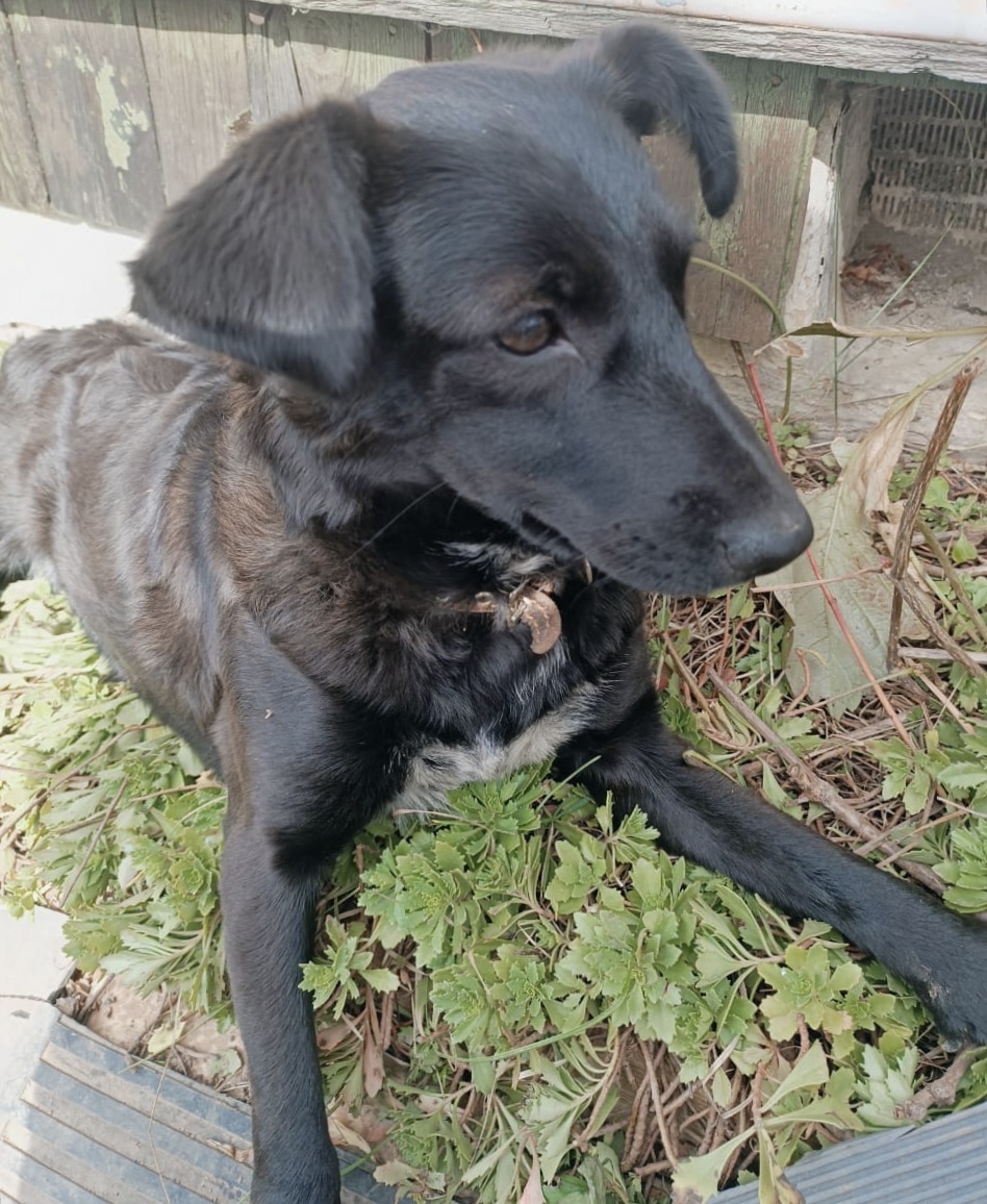 У всех преданных собак такие грустные глаза 