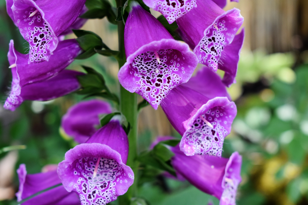 Мне нравятся насыщенные цвета наперстянки пурпурной