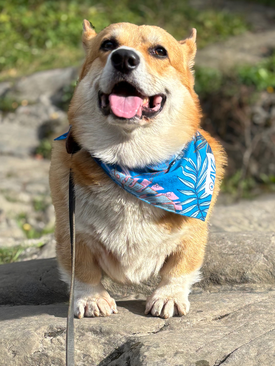 Язычок в последний вторник