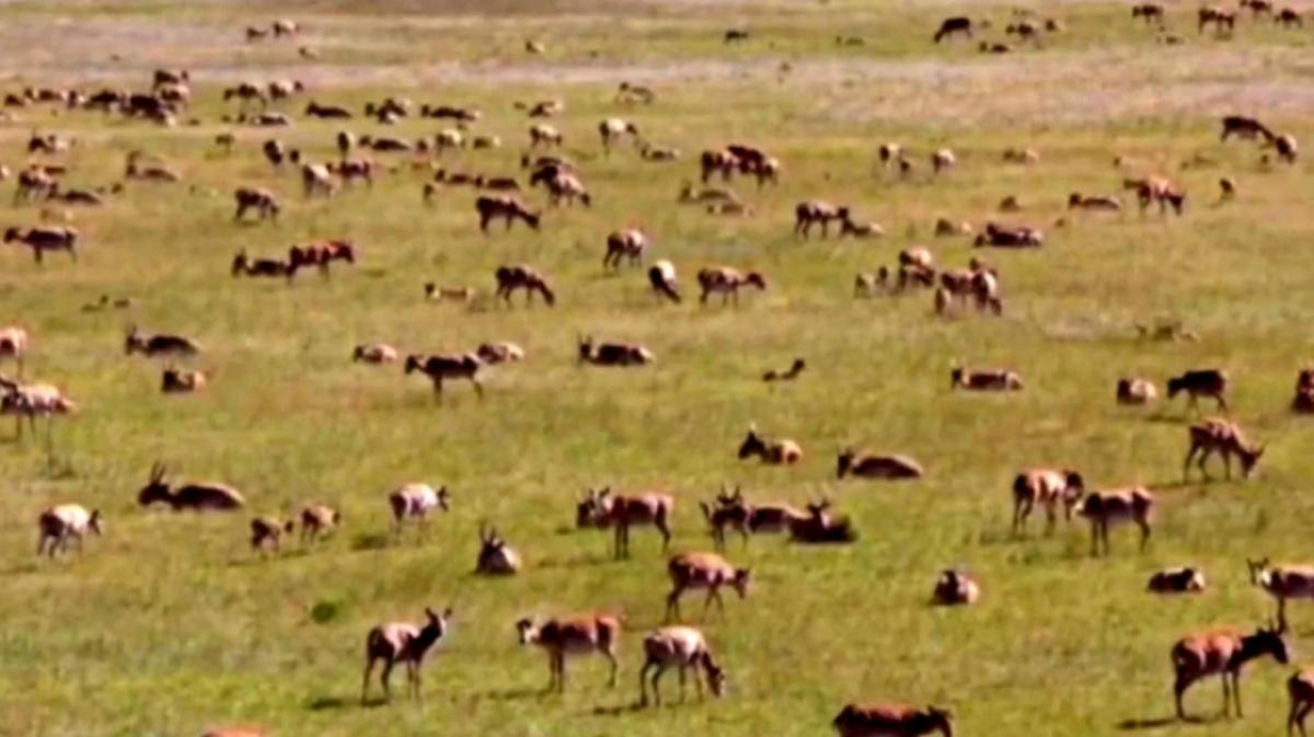    Саратовские аграрии получат 120,9 млн рублей за ущерб от сайгаковНовости Саратова и области – Сетевое издание «Репортер64»