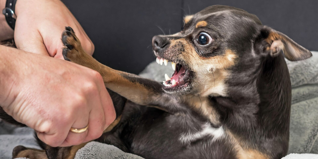 Собака рычит, лает и рвётся с поводка? Почему агрессия - это просьба о помощи
