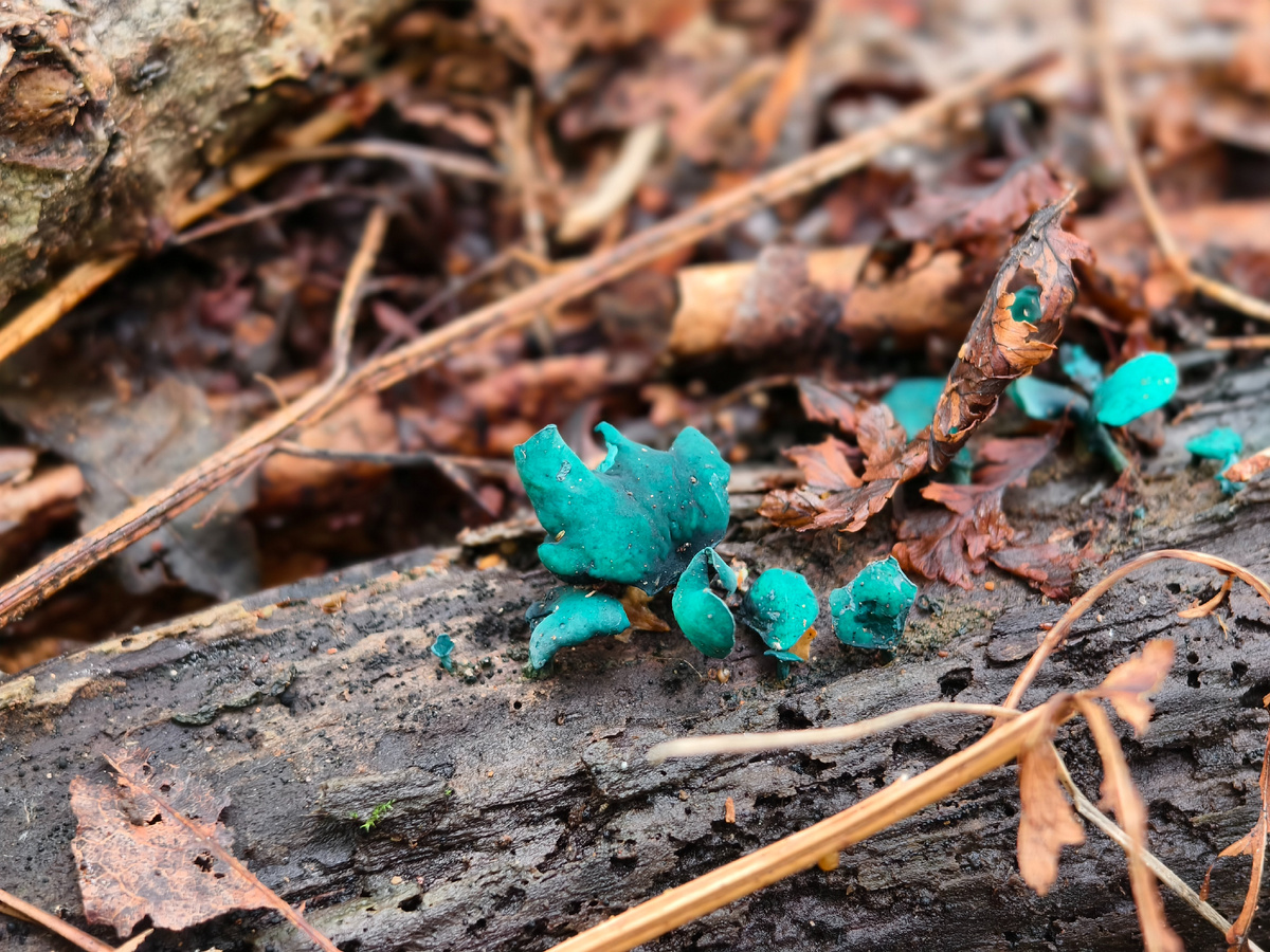 Яркие грибы. Хлороцибория сине-зеленоватая