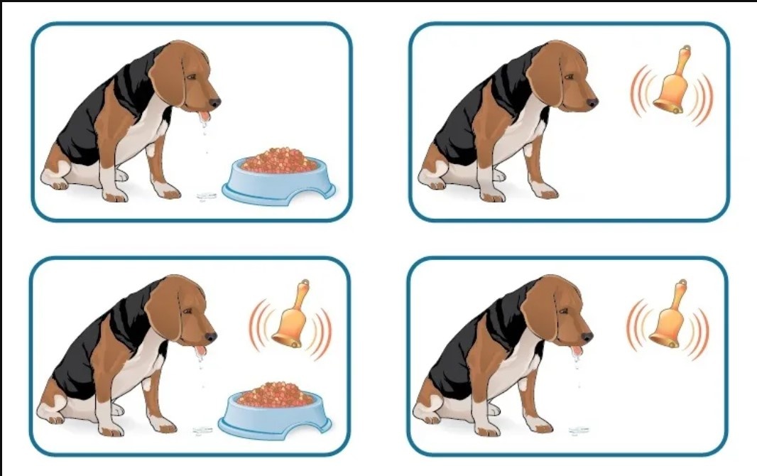 Чтобы проверить свою гипотезу, Павлов провел серию экспериментов. 