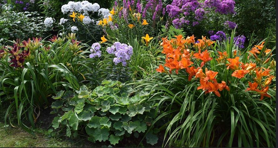 Пример  цветника из самых распространенных растений. Фото: https://ru.pinterest.com/pin/171136854585541057/  Слева направо верхний ряд - флокс Птица Сирин, флокс Морская пена, дербенник Брюнетт, флокс Князь Серебряный. Внизу Лилейник Русская рапсодия, флокс Росинка ( за ним желтый неизвестный лилейник), лилейник МАуна Лоа