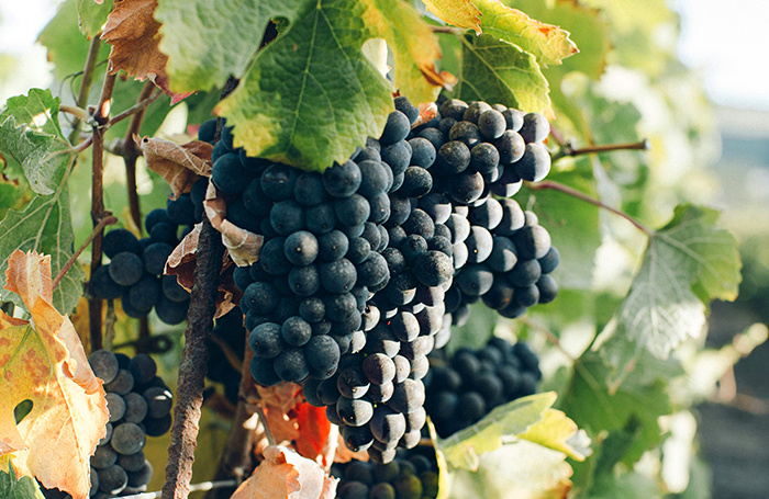    Anna Kaminova/Unsplash