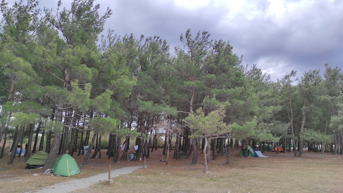 Палатки в сосновой роще на берегу - очень экономичный вариант путешествий. Фото: Кирилл Полиенко/Polienko: путешествуем вдвоём