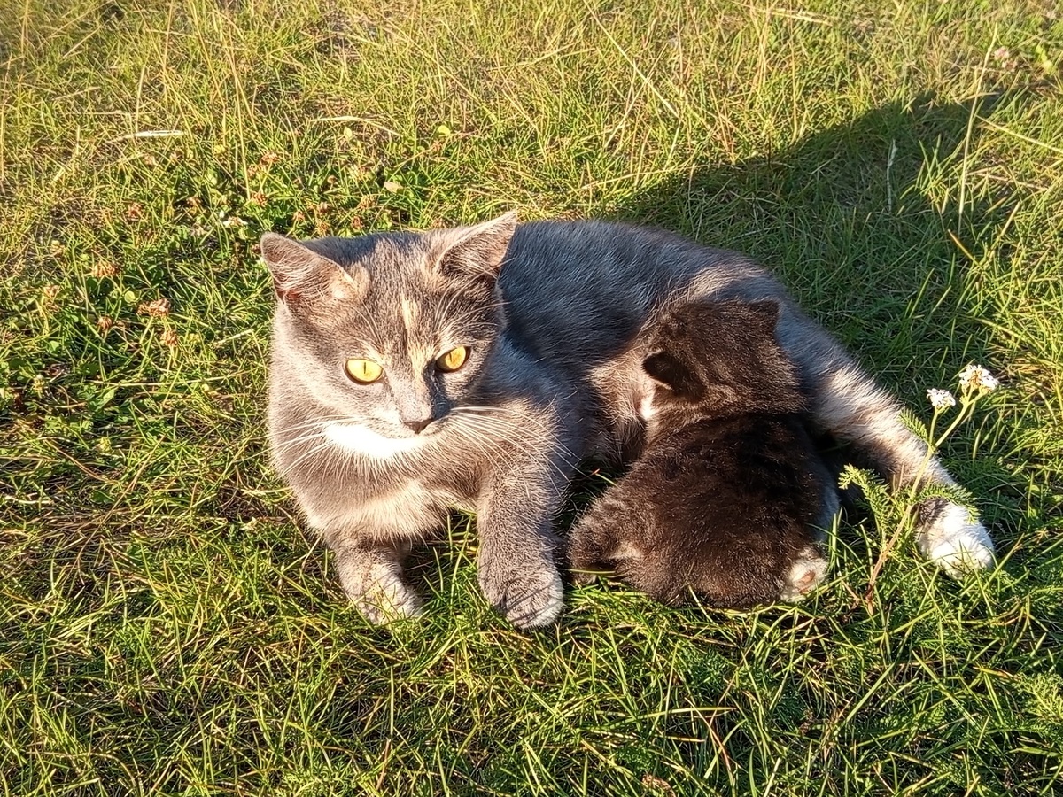    Чем из человеческой еды можно угощать кошку: безопасные продукты без риска для здоровья