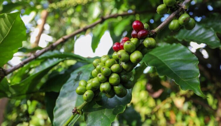     Фото: Helena Coffee Vietnam on Unsplash