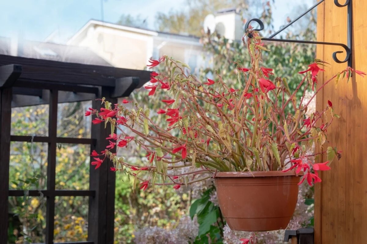    В этом месяце стоит пожалеть себя и перестать воевать с огородом.
