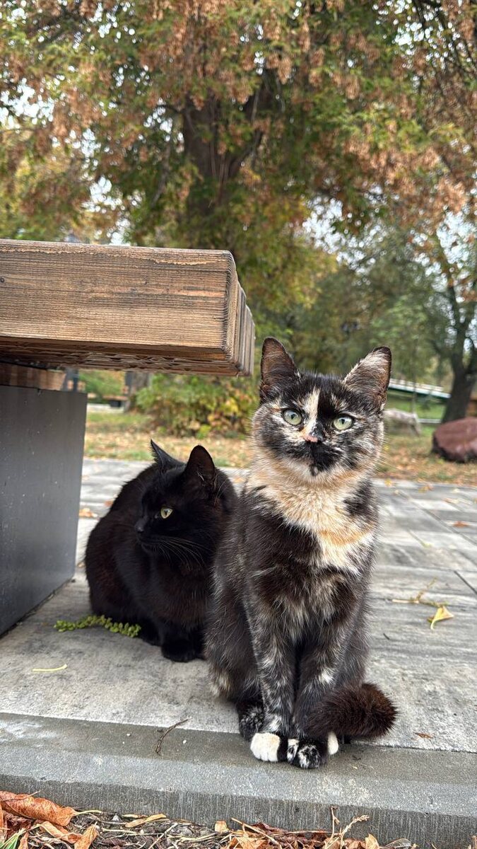 Уголек и Искорка. Фото из архива автора