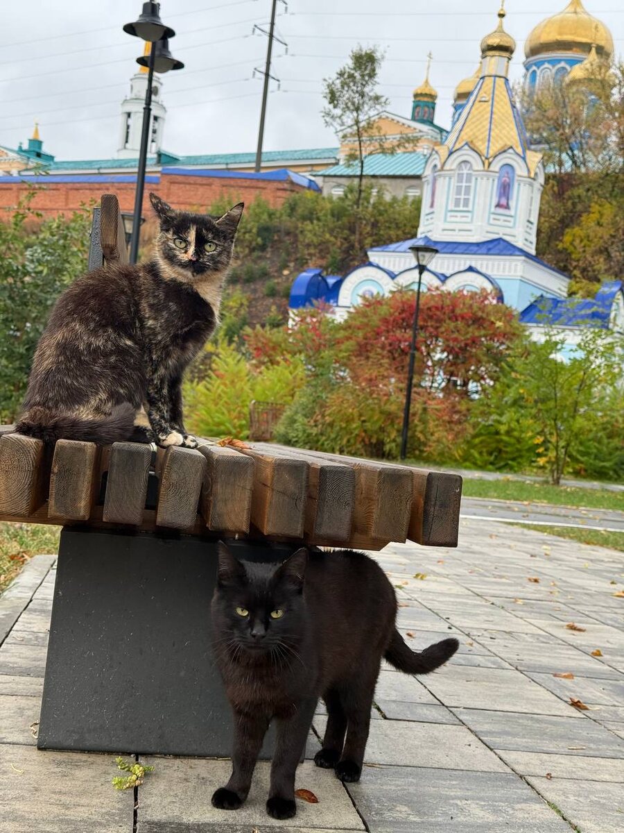 Так и бродят парочкой по парку. Фото из архива автора