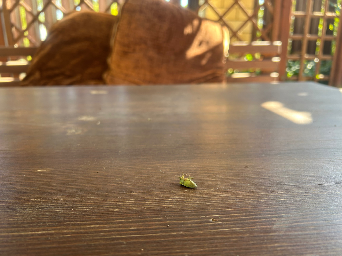 Жертва химической атаки. Фото моё