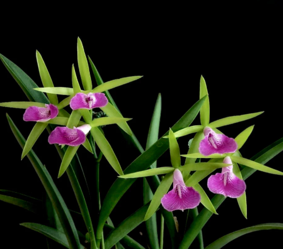 Фото TROPICAL ORCHIDS PORTUGAL