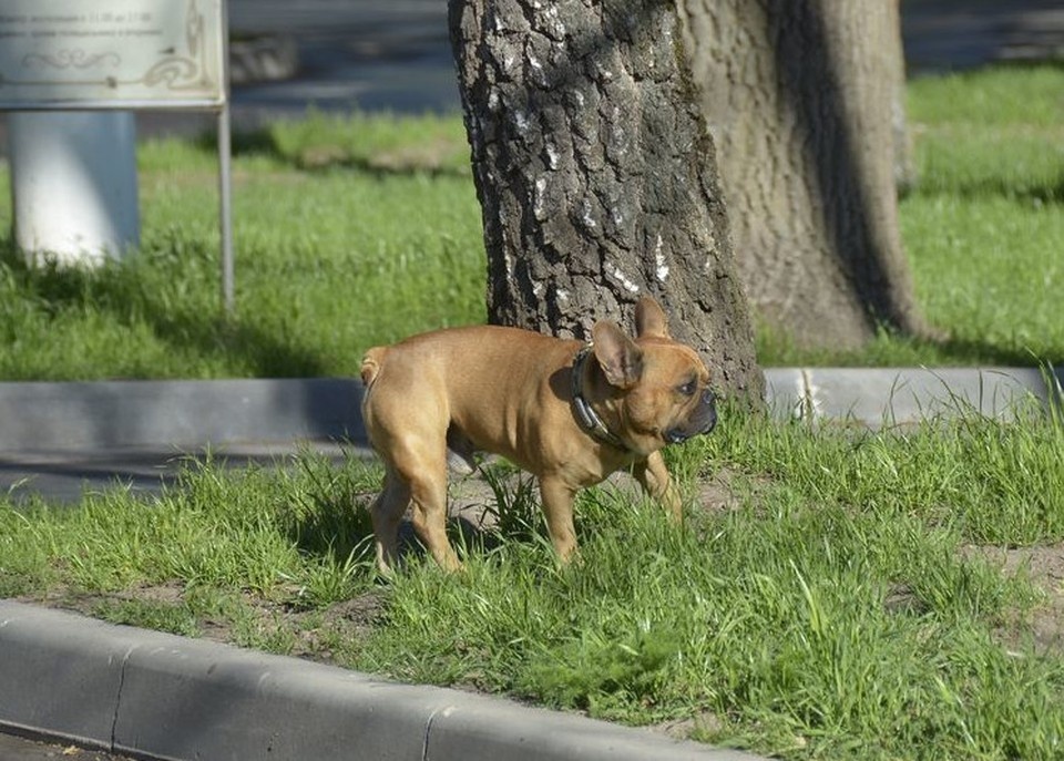 Фото из открытых источников в интернете.