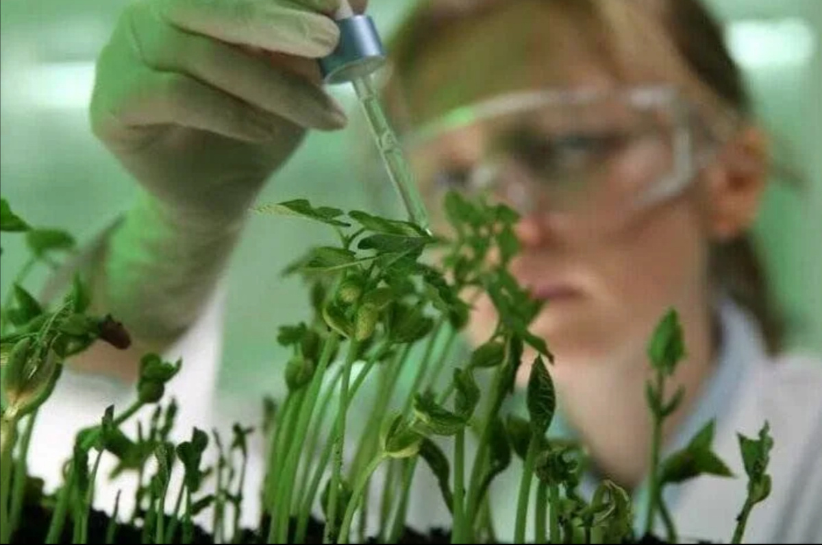 Пример эксперимента с растениями 