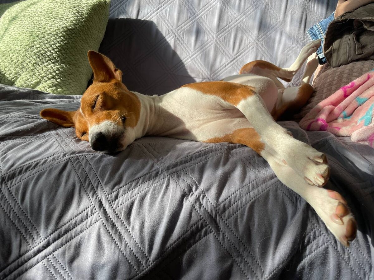    Не грызут мебель и не воняют псиной: три самые аккуратные породы собак - идеальны для квартиры