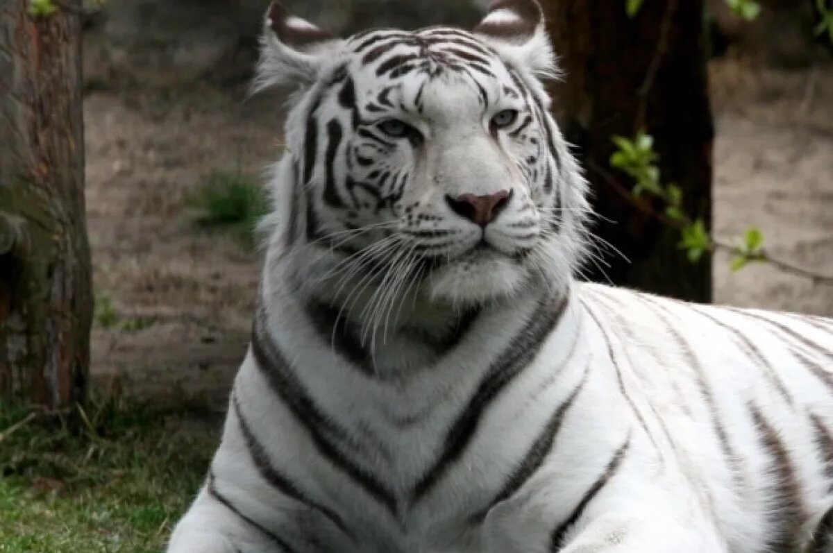    Пенсионеры и инвалиды смогут бесплатно посетить зоопарк