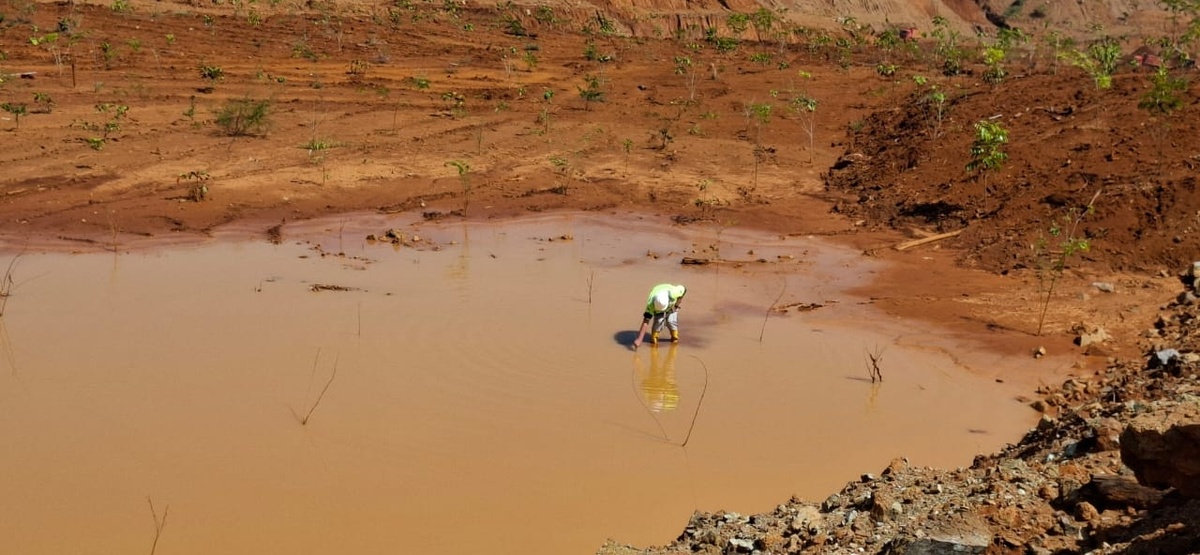 Историческое фото: Втыкаю в лужу первый мангровый стручок.  Вокруг видны посаженные деревья на сухую и мертвые саженцы в воде.  