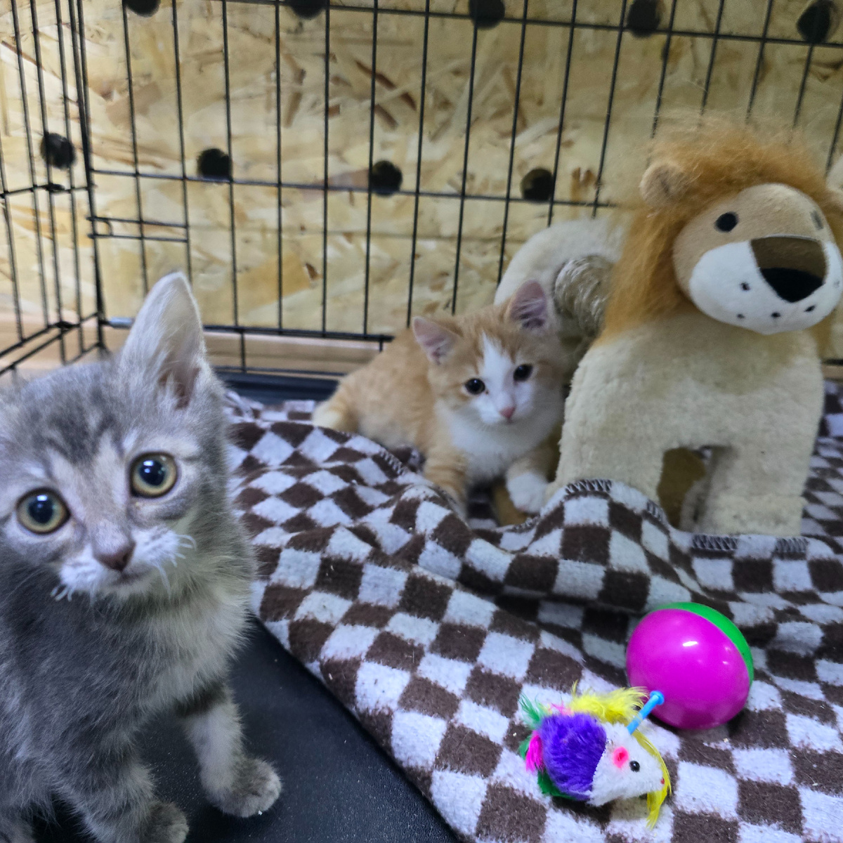 серый шпион готовит операцию с товарищем