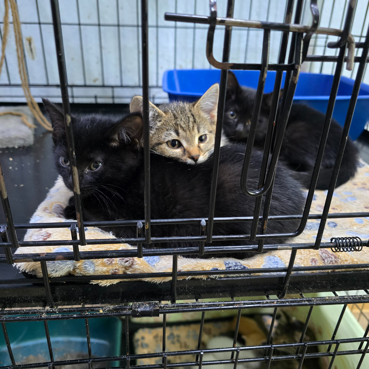 троица планирует государственный переворот