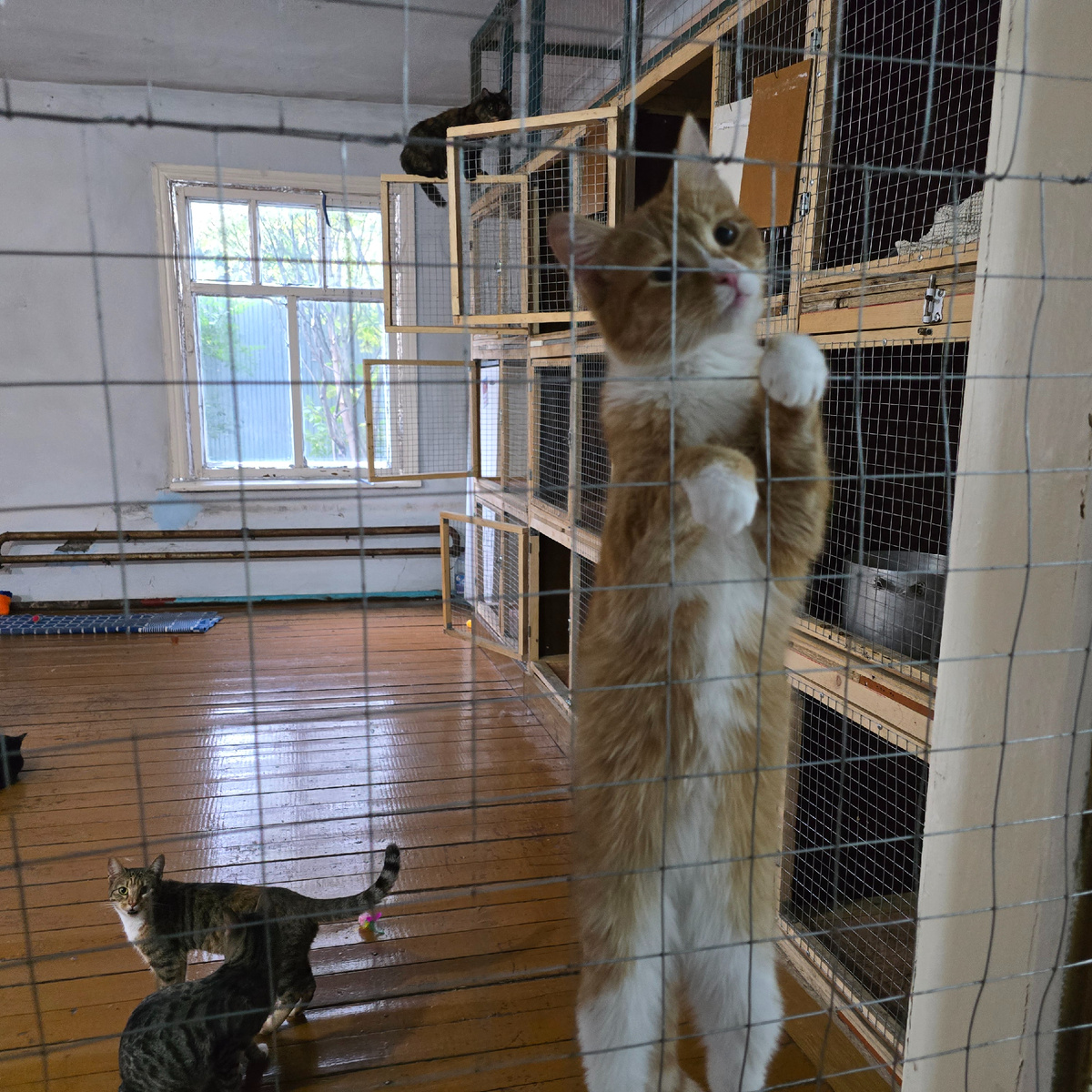 рыжий акробат покоряет сердца