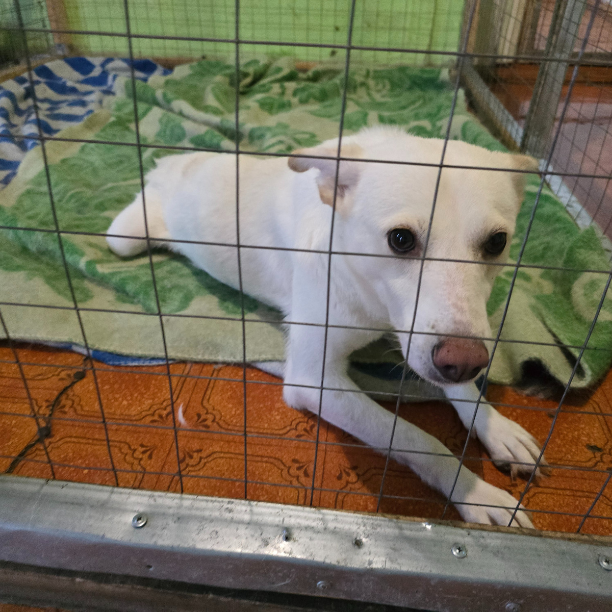 белоснежная мечтательница с грустными глазами