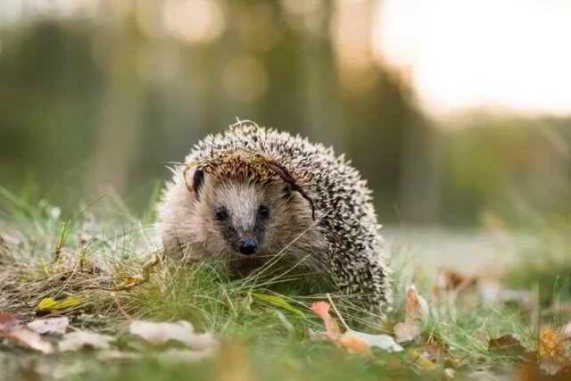    К чему снится ёж?