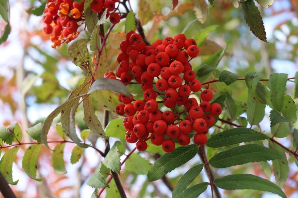    Осень. Погода. Сентябрь. Рябина.. Источник: media4media.ru